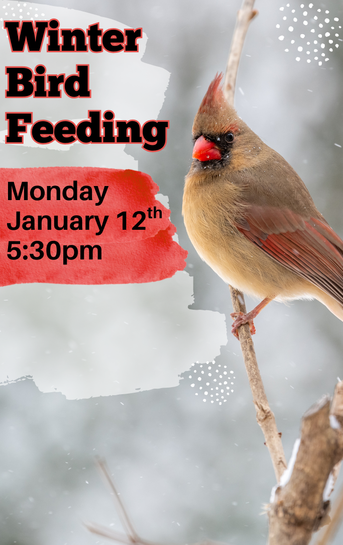 a female cardinal sitting on a snowy branch
