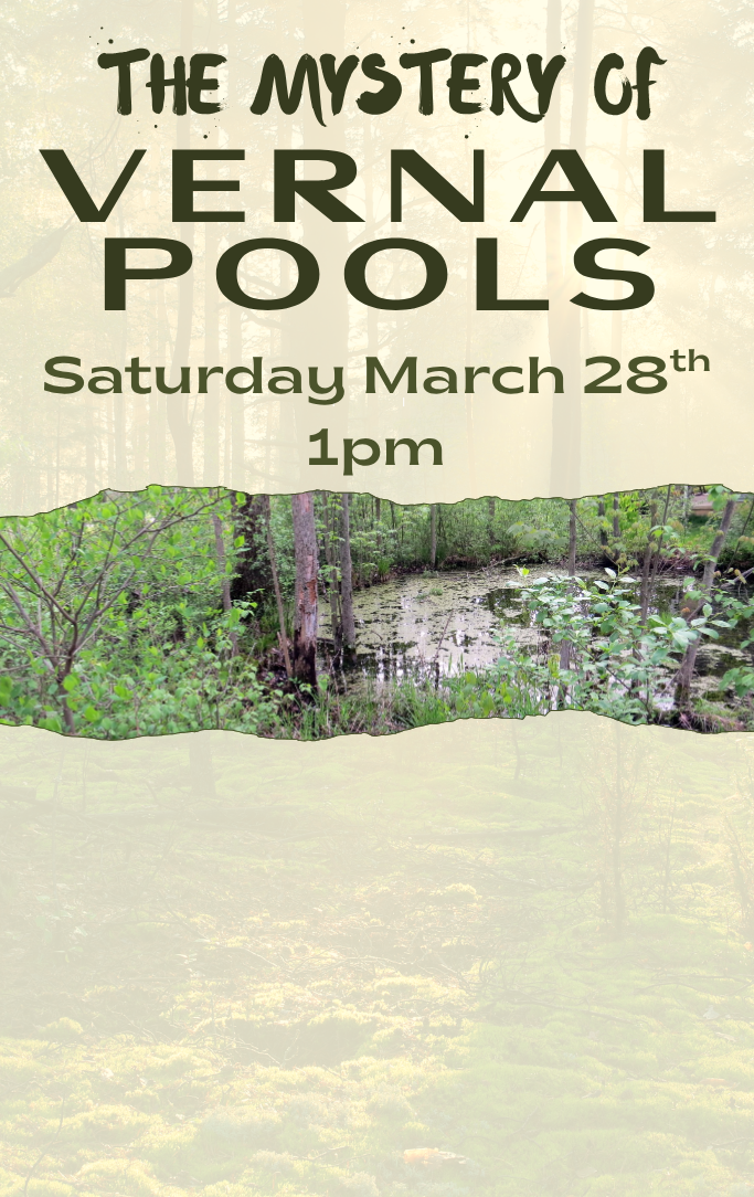 A small wetland with moss and algae in the middle of a forest