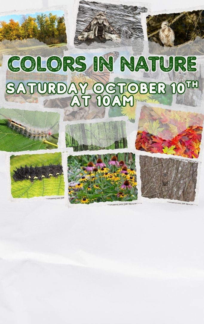 different colorful nature backgrounds with animals, leaves, forests
